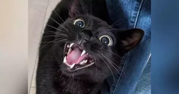 大好きなペットシッターと『再会』した猫→夢中になって遊んでいると……「喜びが伝わってくるｗｗ」「躍動感がステキ」と15万表示の反響
