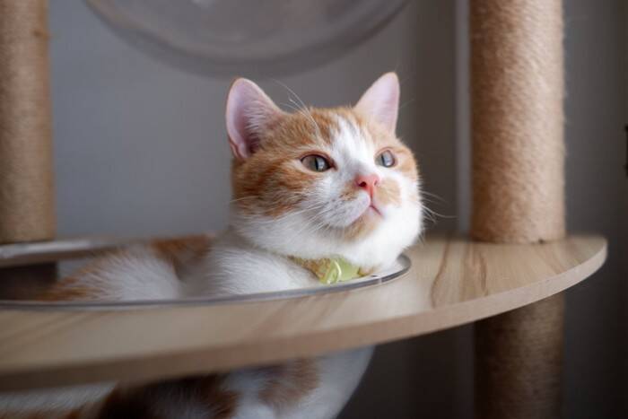 猫が『楽しい』と感じているサイン5つ　見られがちな場面や満足させる方法も
