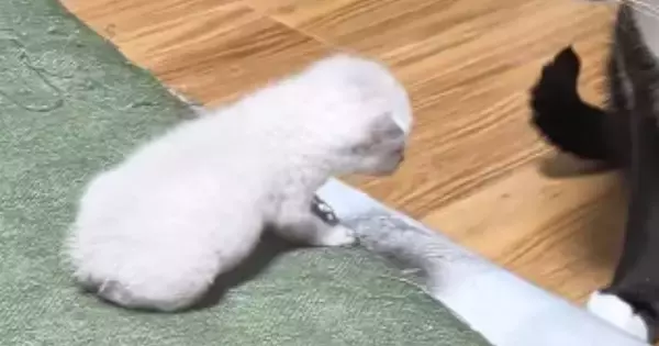 保護された『赤ちゃん猫』→先住猫たちのもとへ行くと…あまりにも『優しい光景』に「ずっと見ていたい」「涙が出る」と反響