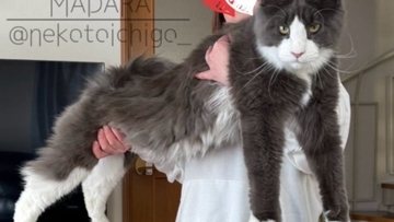 1歳3ヶ月の大型猫を抱っこしてみると…想像を超えてきた『まさかの大きさ』が凄すぎると71万表示「デカいとは聞いてたけど」「でっか」