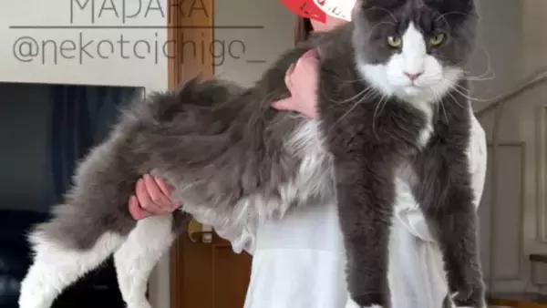 1歳3ヶ月の大型猫を抱っこしてみると…想像を超えてきた『まさかの大きさ』が凄すぎると71万表示「デカいとは聞いてたけど」「でっか」