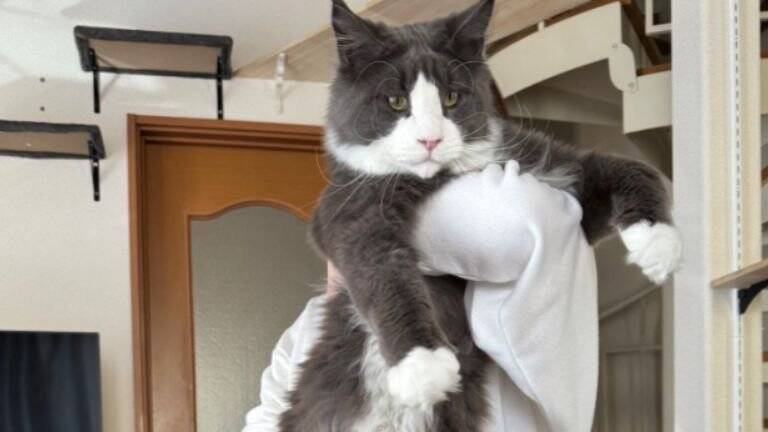 1歳3ヶ月の大型猫を抱っこしてみると…想像を超えてきた『まさかの大きさ』が凄すぎると71万表示「デカいとは聞いてたけど」「でっか」