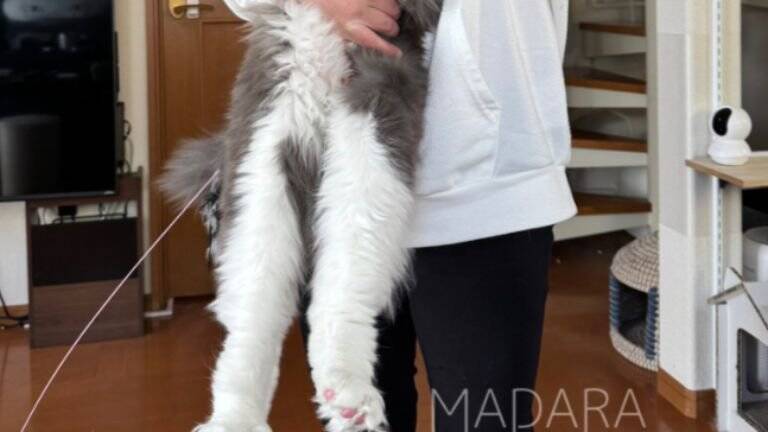 1歳3ヶ月の大型猫を抱っこしてみると…想像を超えてきた『まさかの大きさ』が凄すぎると71万表示「デカいとは聞いてたけど」「でっか」