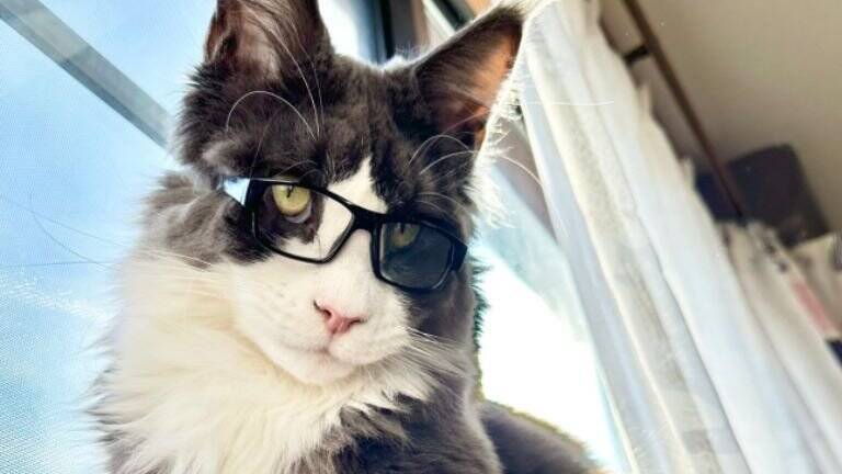 1歳3ヶ月の大型猫を抱っこしてみると…想像を超えてきた『まさかの大きさ』が凄すぎると71万表示「デカいとは聞いてたけど」「でっか」