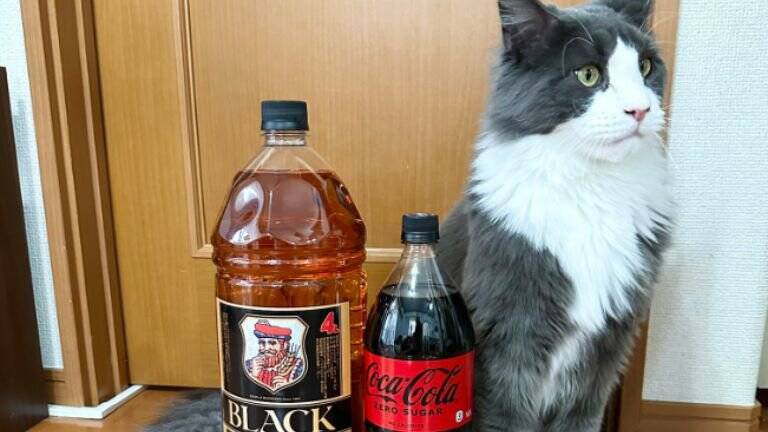 1歳3ヶ月の大型猫を抱っこしてみると…想像を超えてきた『まさかの大きさ』が凄すぎると71万表示「デカいとは聞いてたけど」「でっか」