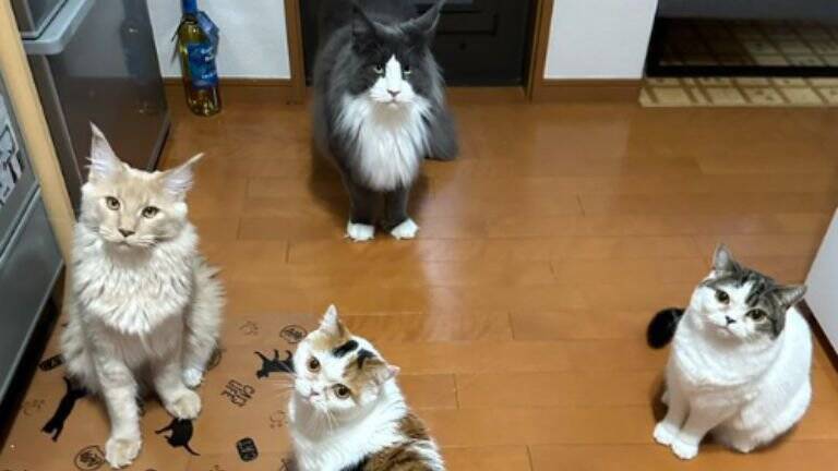 1歳3ヶ月の大型猫を抱っこしてみると…想像を超えてきた『まさかの大きさ』が凄すぎると71万表示「デカいとは聞いてたけど」「でっか」