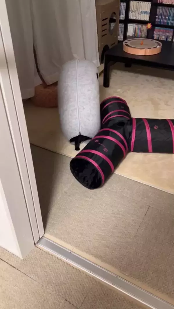 『遊び方違うｗｗ』ペットベッドが回転しているかと思ったら、猫が…『笑撃の光景』が1200万表示「難易度高すぎるｗ」「天才キャット現る」