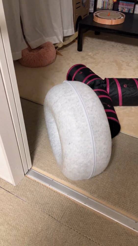 『遊び方違うｗｗ』ペットベッドが回転しているかと思ったら、猫が…『笑撃の光景』が1200万表示「難易度高すぎるｗ」「天才キャット現る」