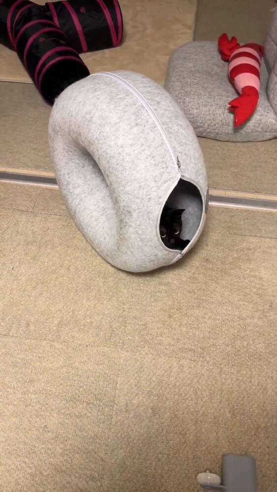 『遊び方違うｗｗ』ペットベッドが回転しているかと思ったら、猫が…『笑撃の光景』が1200万表示「難易度高すぎるｗ」「天才キャット現る」