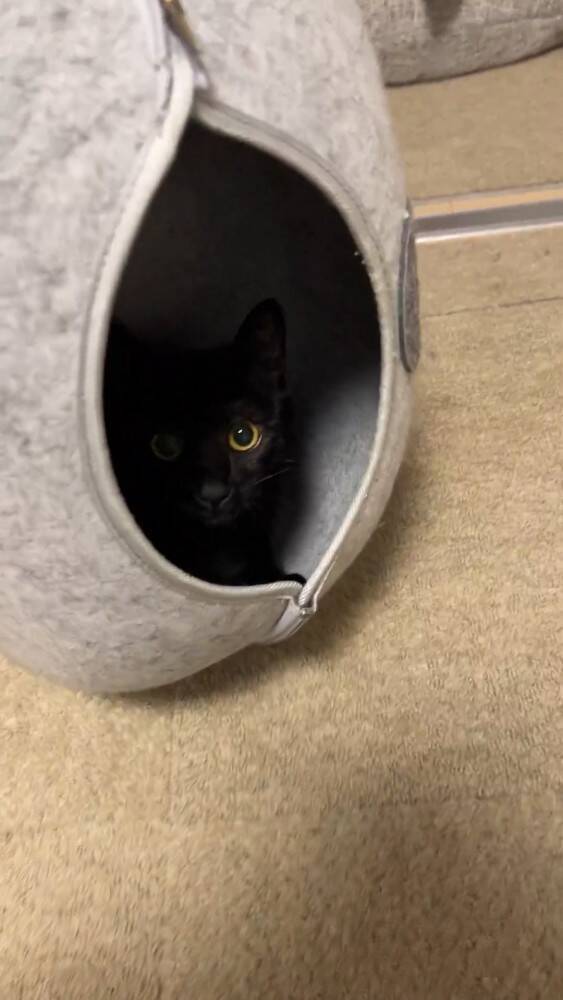 『遊び方違うｗｗ』ペットベッドが回転しているかと思ったら、猫が…『笑撃の光景』が1200万表示「難易度高すぎるｗ」「天才キャット現る」