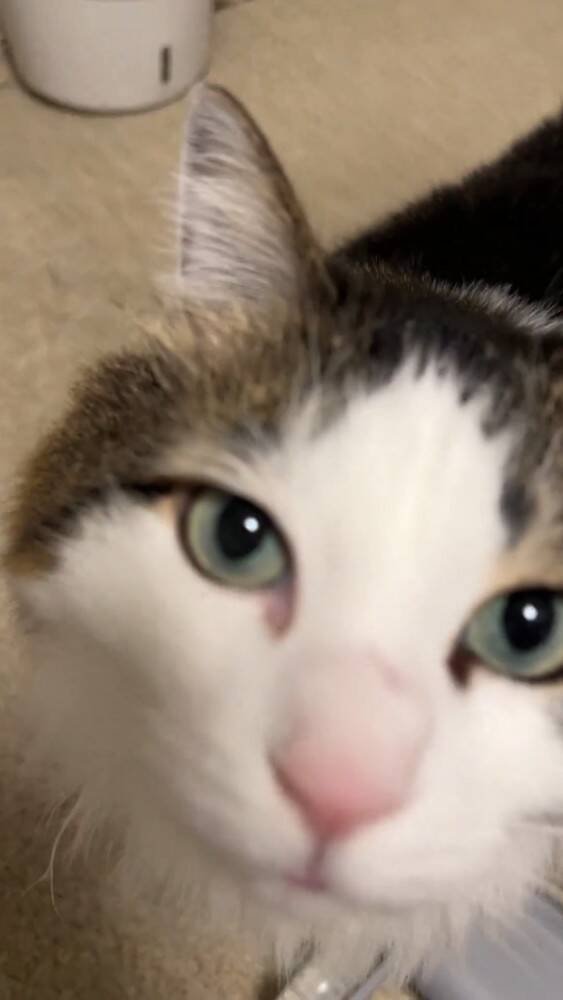 『遊び方違うｗｗ』ペットベッドが回転しているかと思ったら、猫が…『笑撃の光景』が1200万表示「難易度高すぎるｗ」「天才キャット現る」