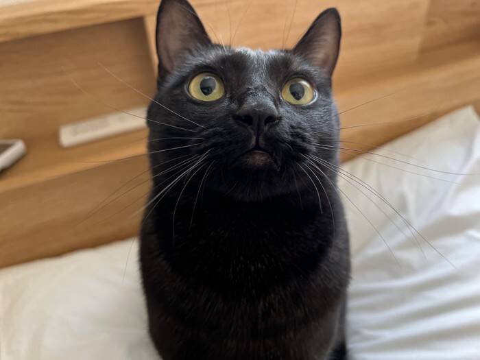 『遊び方違うｗｗ』ペットベッドが回転しているかと思ったら、猫が…『笑撃の光景』が1200万表示「難易度高すぎるｗ」「天才キャット現る」