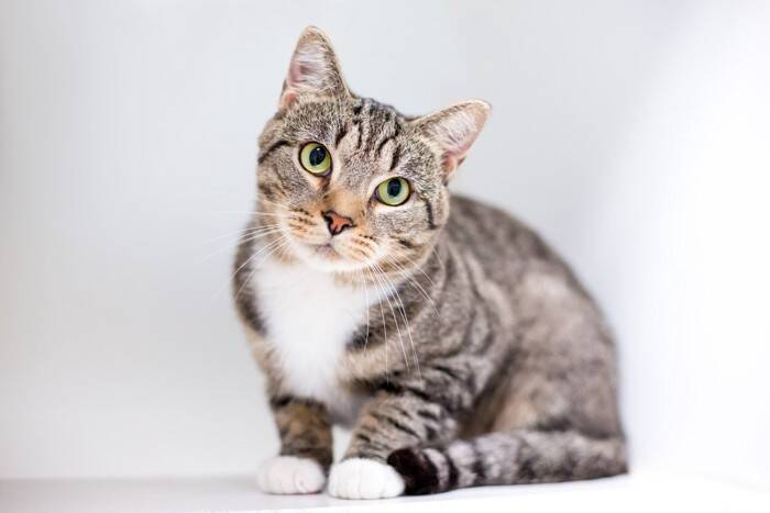 猫が『飼い主の愛を確かめる』ときにする行動5つ　見逃せないサインや絆を深める応え方まで