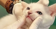 人に慣れすぎている子猫→『動物病院』に連れて行くと…思わず頰がゆるむ診察風景が34万再生「なんてお利口なの」「可愛くてたまらない」
