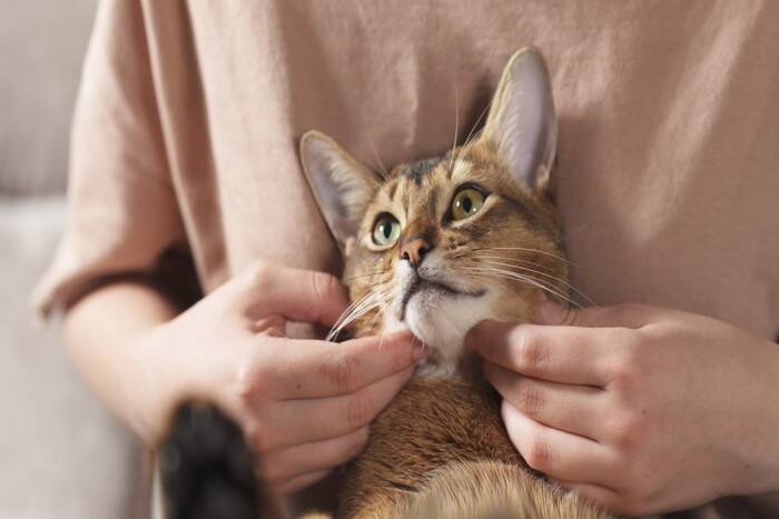 猫が撫でられたら喜ぶ『体の部位』3選 　絆が深まる上手なスキンシップのコツもご紹介