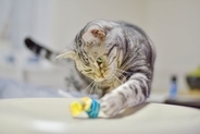 猫が物に向かって『パンチ』する理由3つ　興味？警戒？行動の意味とは