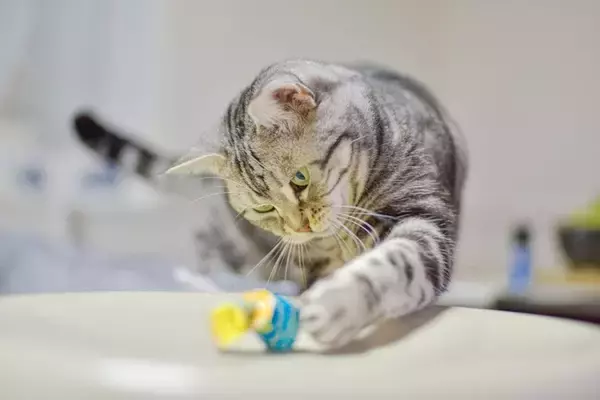 猫が物に向かって『パンチ』する理由3つ　興味？警戒？行動の意味とは