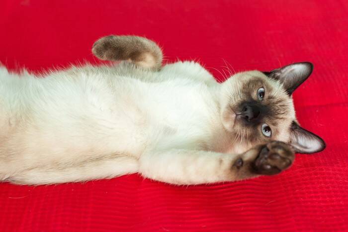 猫が物に向かって『パンチ』する理由3つ　興味？警戒？行動の意味とは