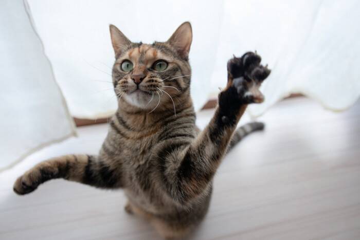 猫が物に向かって『パンチ』する理由3つ　興味？警戒？行動の意味とは