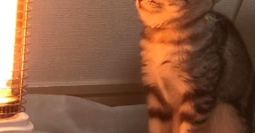 ストーブの前に座る猫→『表情』を見たら……思わず笑ってしまう光景に20万いいね「幸せ噛みしめてるｗ」「めっちゃ温まってるｗ」