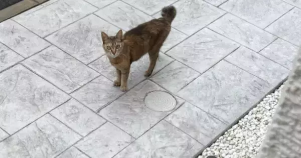 『さすがに、2匹は飼えない』捨てられた猫と出会った結果→家の前で『出待ち』していて…涙あふれる展開が27万再生「泣けるなぁ」「素敵」