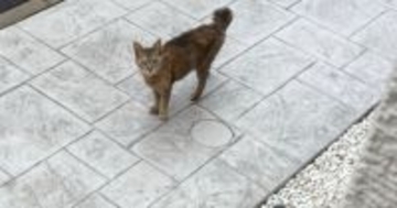 『さすがに、2匹は飼えない』捨てられた猫と出会った結果→家の前で『出待ち』していて…涙あふれる展開が27万再生「泣けるなぁ」「素敵」