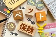 猫の『ペット保険』は加入するべき？メリット・デメリットから選び方のポイントまで