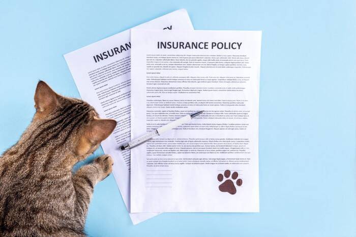 猫の『ペット保険』は加入するべき？メリット・デメリットから選び方のポイントまで