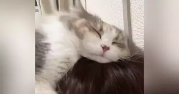 『飼い主はマタタビではありません』頭を抱きしめる猫→『激しすぎる愛情表現』が可愛いと110万再生「大好きが伝わる」「羨ましいｗ」