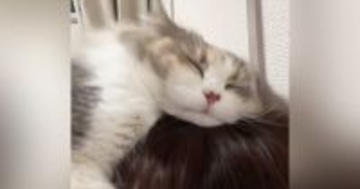 『飼い主はマタタビではありません』頭を抱きしめる猫→『激しすぎる愛情表現』が可愛いと110万再生「大好きが伝わる」「羨ましいｗ」