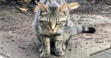 シュっとしていた『鋭い目つきのキジトラ猫』→保護された『現在』…見違えるビフォーアフターが69万表示「愛だね」「目つきが違う」