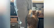 お父さんが帰ってくると、猫がべったりとくっついて…想像を超える『熱烈なお出迎え』が63万再生「もうネコじゃないｗ」「めっちゃすごいｗ」