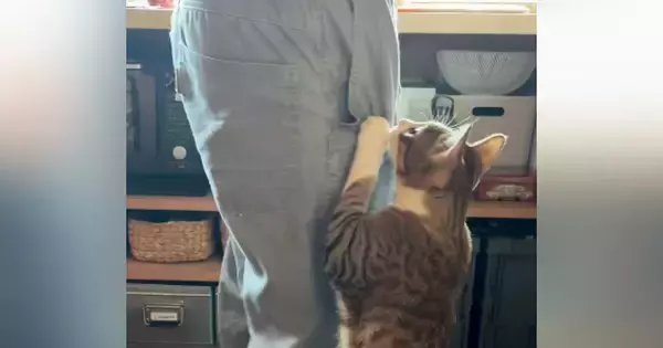 お父さんが帰ってくると、猫がべったりとくっついて…想像を超える『熱烈なお出迎え』が63万再生「もうネコじゃないｗ」「めっちゃすごいｗ」