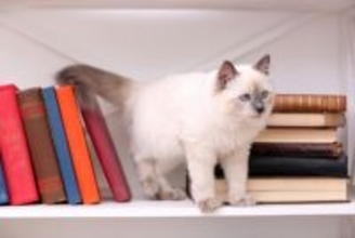 猫が『物にぶつからずに歩ける』理由3選　なぜ器用に避けられるの？歩き方の仕組みまで解説