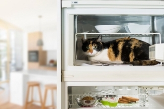 猫を『乗らせたくない場所』に近付けない方法5選　乗りたがる理由や止めさせるコツまで