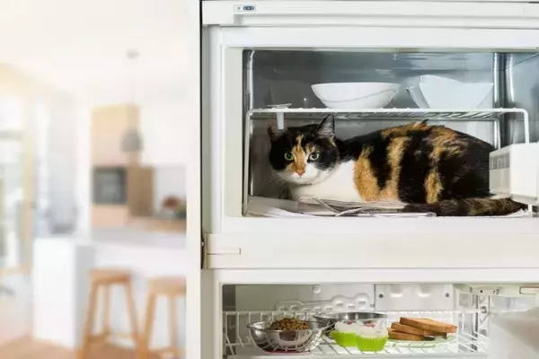 猫を『乗らせたくない場所』に近付けない方法5選　乗りたがる理由や止めさせるコツまで