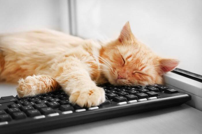 猫を『乗らせたくない場所』に近付けない方法5選　乗りたがる理由や止めさせるコツまで