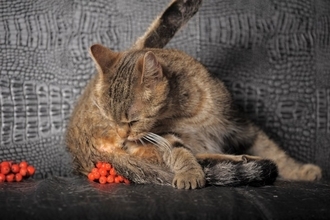 猫の『おしりから液体が出る』ときの原因3つ　病気の可能性や適切な対処法も解説