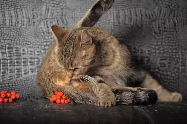 猫の『おしりから液体が出る』ときの原因3つ　病気の可能性や適切な対処法も解説