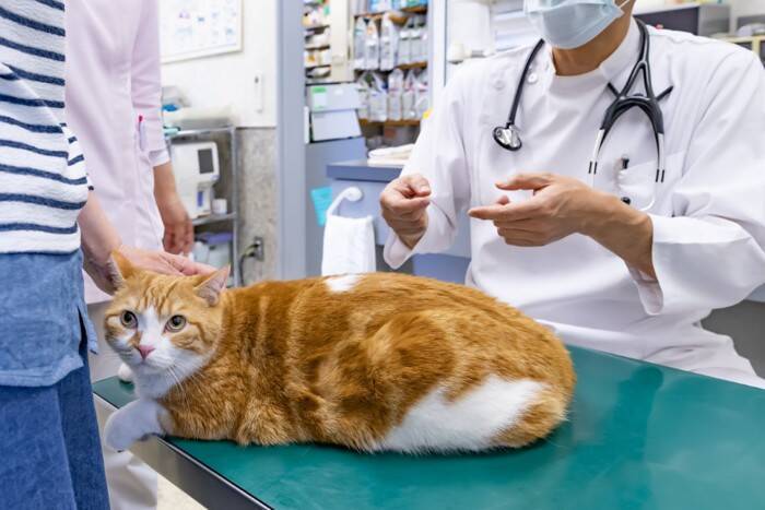 猫の『おしりから液体が出る』ときの原因3つ　病気の可能性や適切な対処法も解説