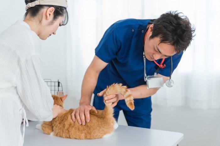 猫の『おしりから液体が出る』ときの原因3つ　病気の可能性や適切な対処法も解説