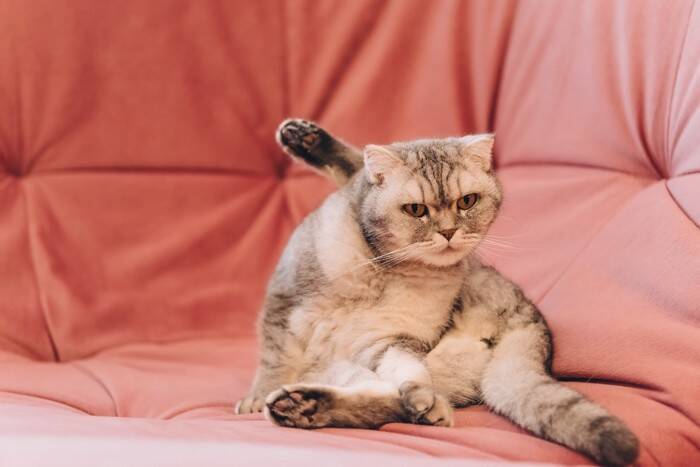 猫の『おしりから液体が出る』ときの原因3つ　病気の可能性や適切な対処法も解説