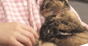 抱っこされる甘えん坊猫→左のおててを触ろうとすると…予想外の『かわいい反応』が44万再生「何回も見てしまったｗ」「ホント不思議ｗ」