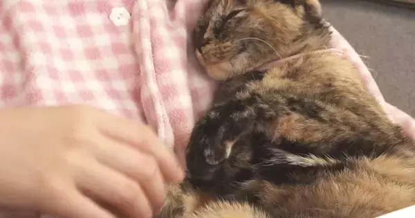 抱っこされる甘えん坊猫→左のおててを触ろうとすると…予想外の『かわいい反応』が44万再生「何回も見てしまったｗ」「ホント不思議ｗ」