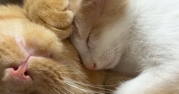 「本当にとんでもない」先住猫にくっついて眠っていた子猫→背中を見ると、もう1匹いて…"幸せな光景"に３万いいね「可愛すぎて悶絶」