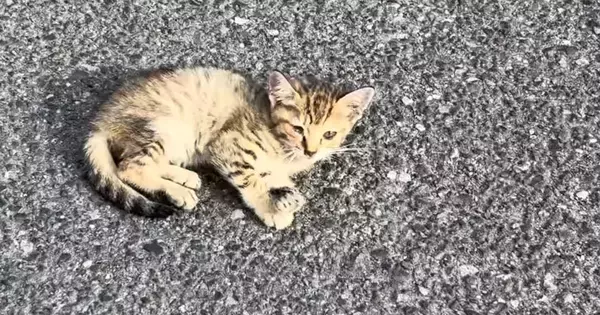 駐車場で見かけた、元気のない子猫→数日後、『道路の真ん中』で発見され…保護したときの記録に「出会えてよかった」「涙が出る」と34万再生