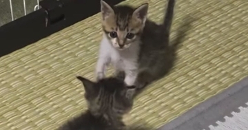 元気いっぱいの子猫たち→1匹がそっと近づくと…可愛すぎる『じゃれ合い』に「一生見ていられるｗ」「ニヤニヤしちゃうｗ」と18万再生