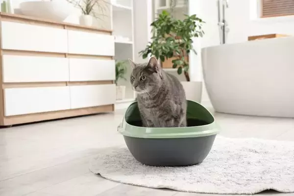 猫が『見られたくない』と思っている瞬間4つ　恥ずかしがっているの？飼い主が取るべき反応も