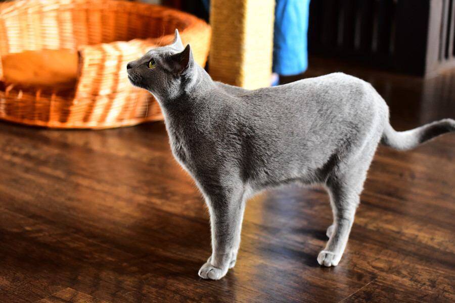 猫の体型を分ける『ボディタイプ』ってなに？6種別の特徴や代表的な猫種もご紹介