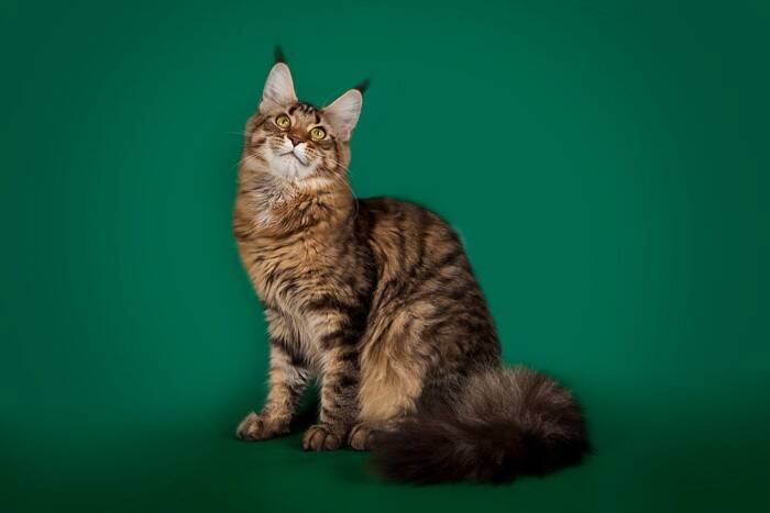 猫の体型を分ける『ボディタイプ』ってなに？6種別の特徴や代表的な猫種もご紹介